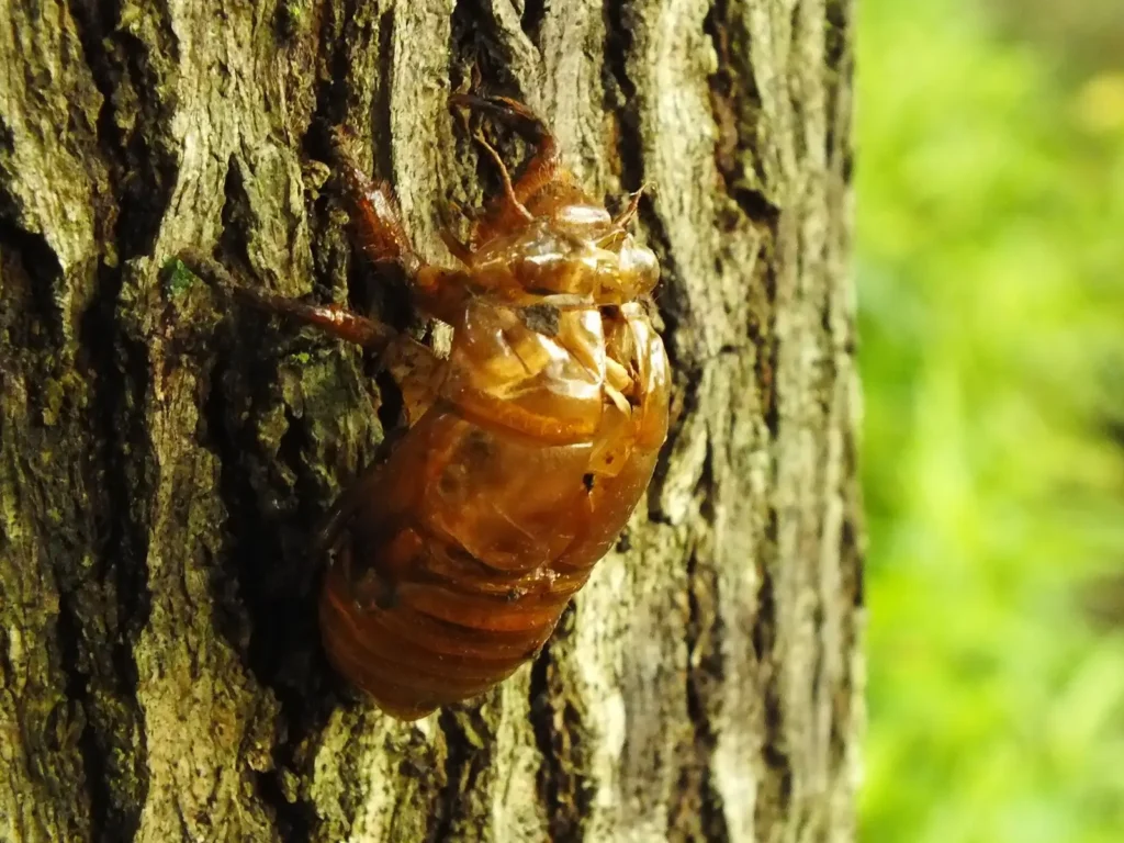 A cicada shell on tree bark symbolizing personal transformation and shedding old patterns.